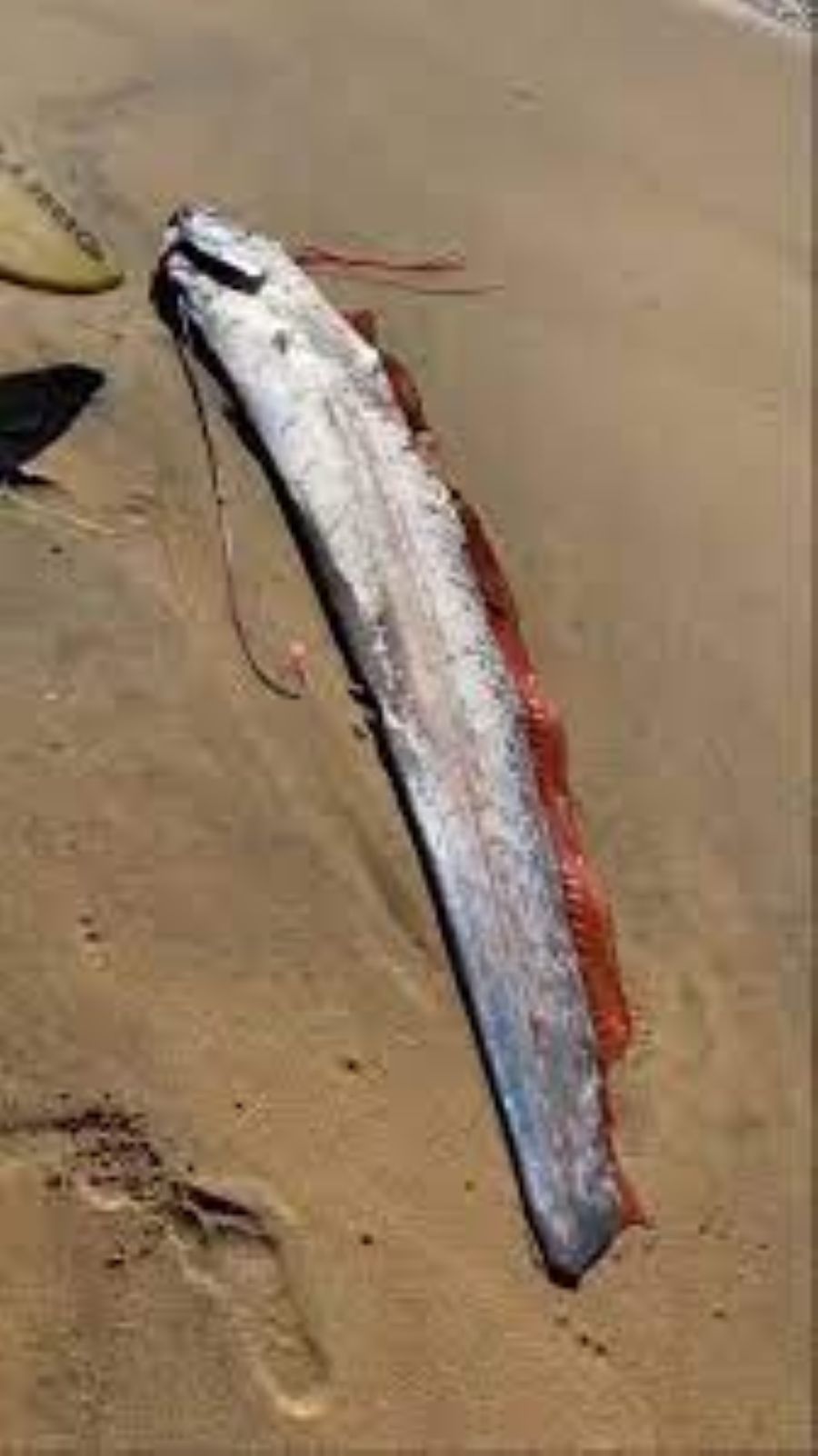 Giant Oarfish