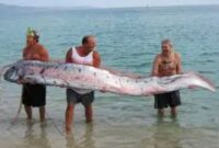 Giant Oarfish Giant Oarfish