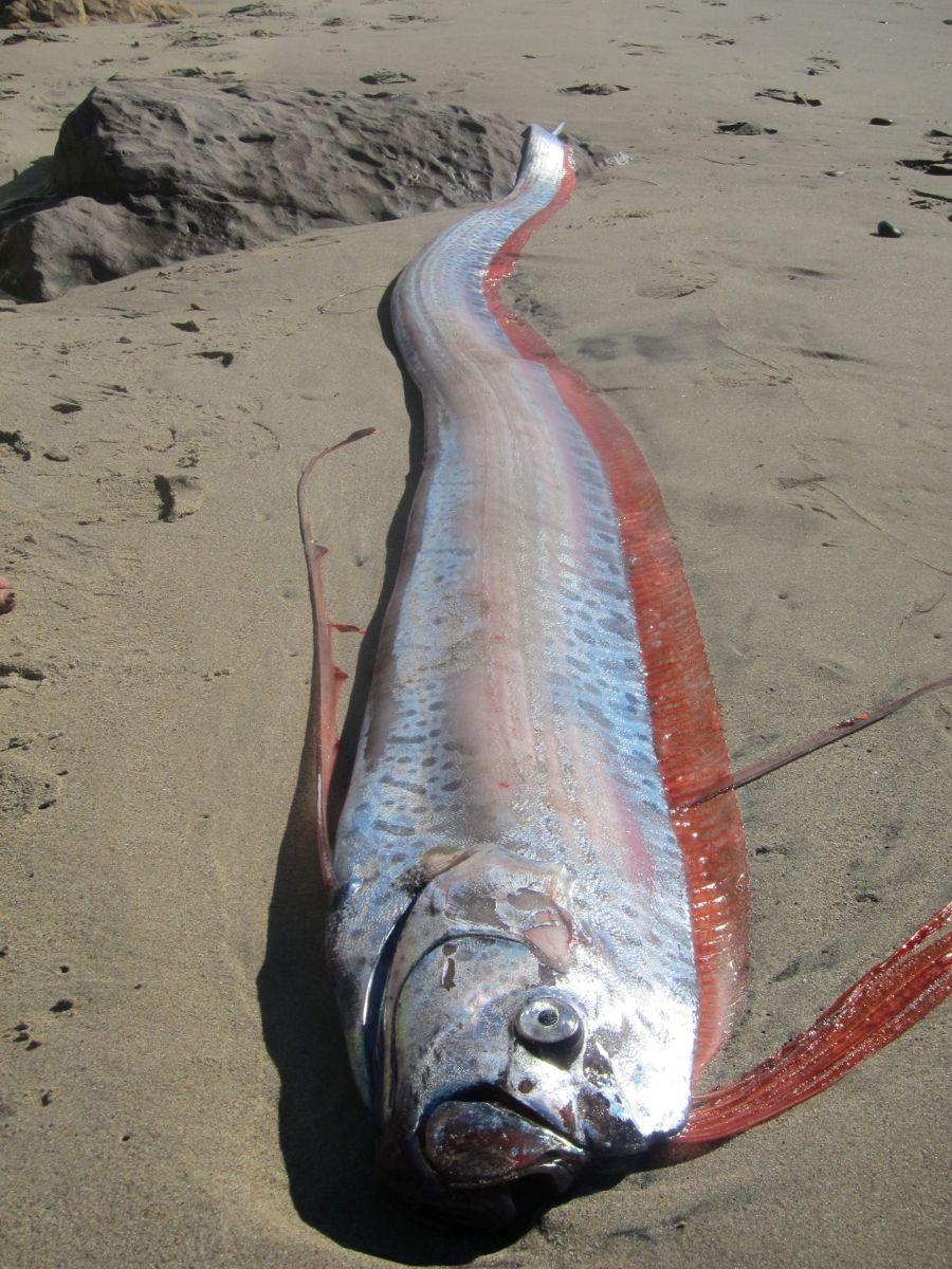 Giant Oarfish