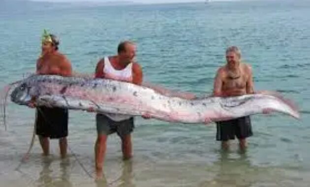 Giant Oarfish